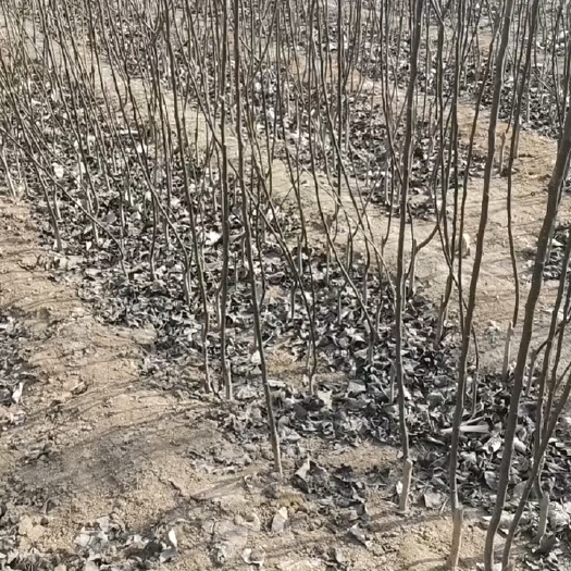 泰安梨树苗，红梨树苗，占地梨树苗规格齐全基地直发