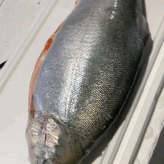 沈阳虹鳟鱼 虹鳟鱼柳