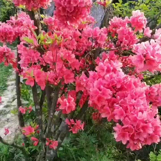 洪江市先花后叶 映山红  高山杜鹃