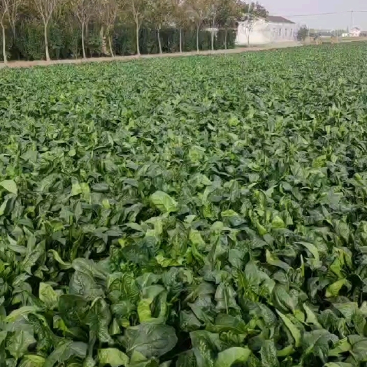 盐城冷冻菠菜  出口菠菜  农残检测合格