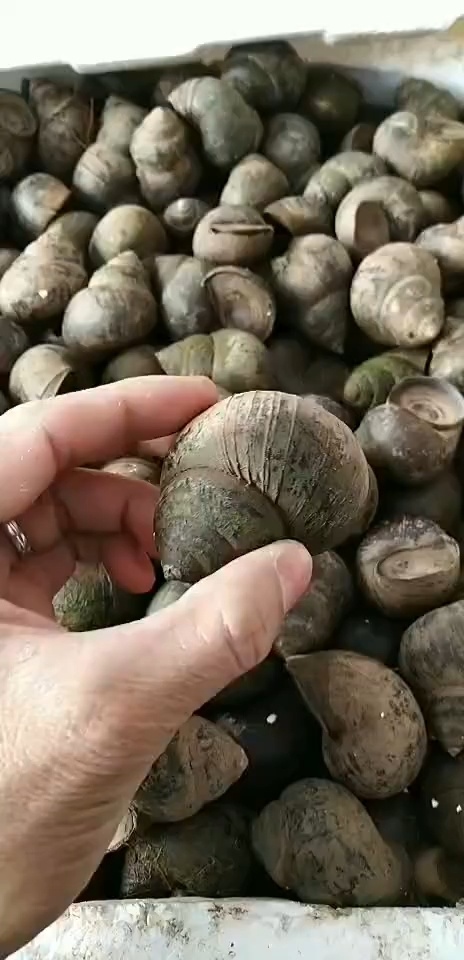 三明山泉小螺