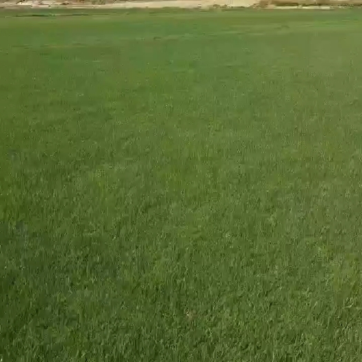 句容市草坪