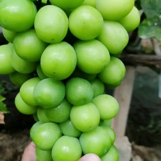 饶阳县阳光玫瑰
