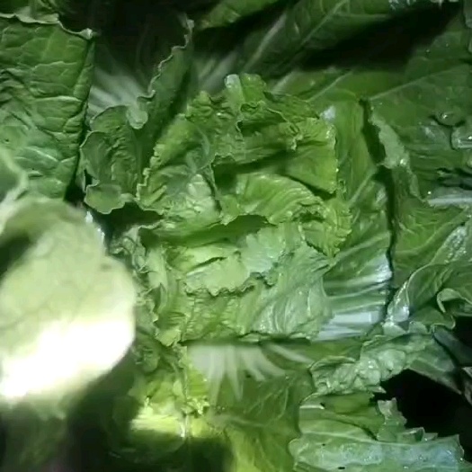 新鲜芥菜上市