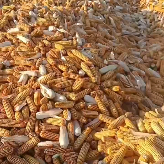 伊通县新玉米，干粮水份14.5-16
