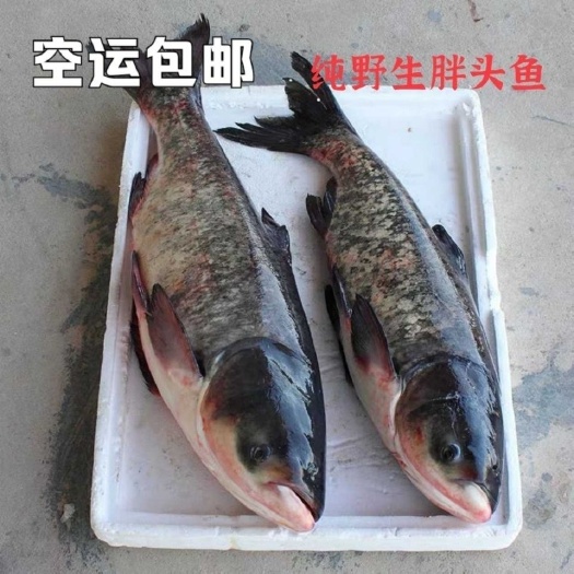 【大白鲢鱼】吉林淡水湖活捕白鲢鱼，新鲜胖头鱼速冻发货