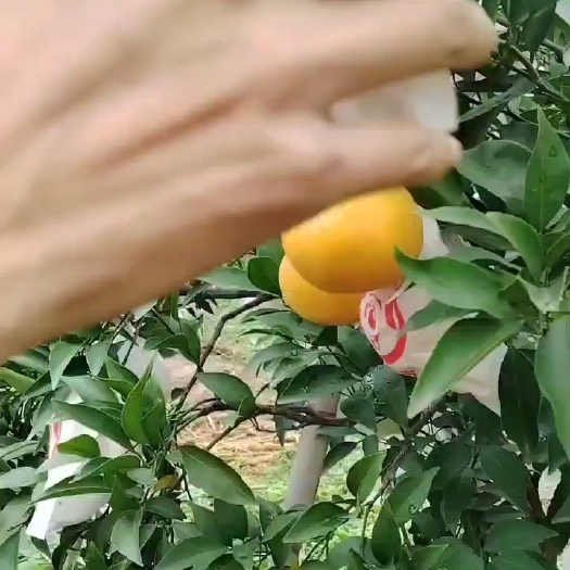 蒲江县蒲江耙耙柑