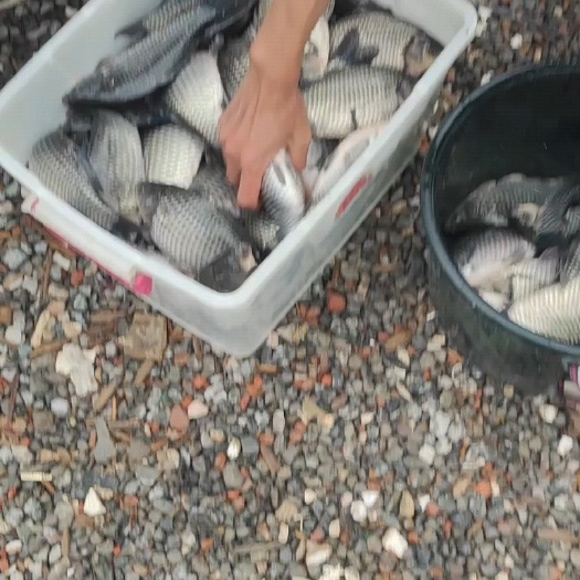 杭州银鲫