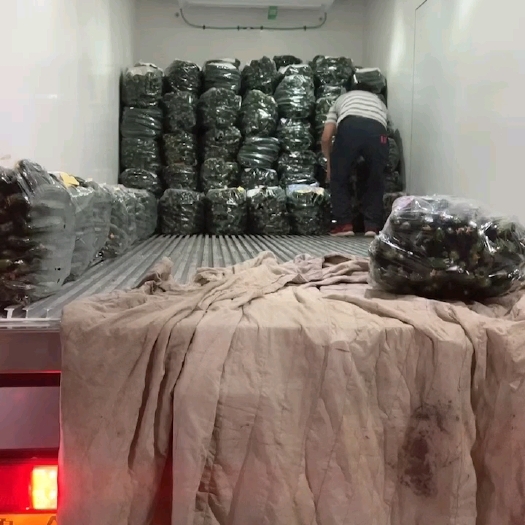贵阳电商黄瓜，精品黄瓜大量出货中
