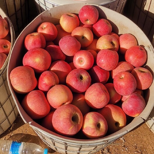 绥中县寒富苹果