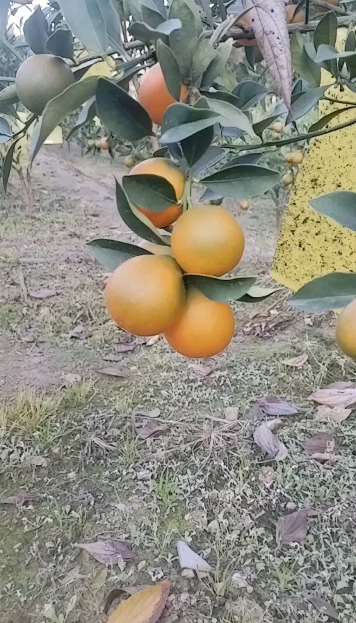 德昌县脆甜蜜金桔