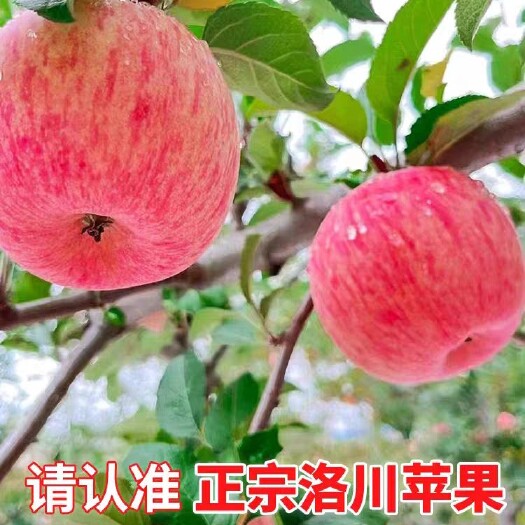 洛川县陕西洛川苹果水果新鲜当季整箱红富士一级脆甜多汁，坏果包赔