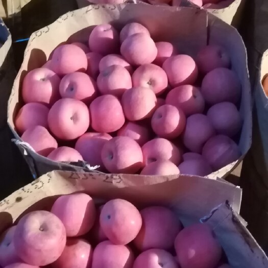 绥中县寒富苹果口感脆甜