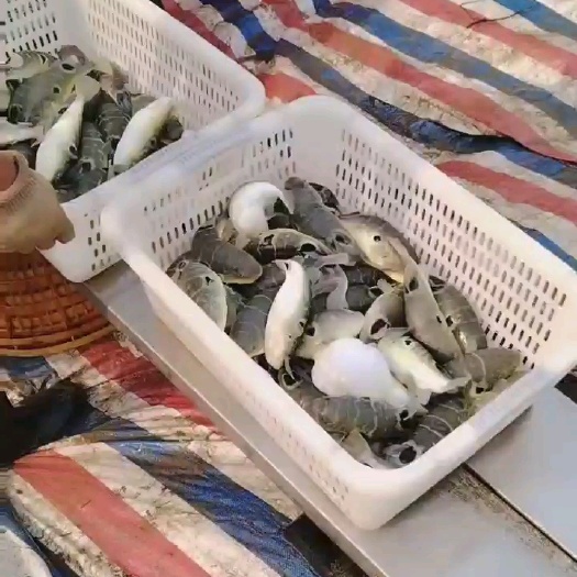 珠海河豚~暗纹