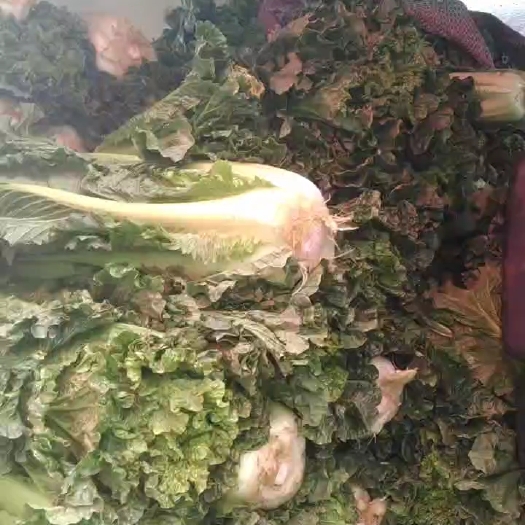 大姚县黄心大白菜