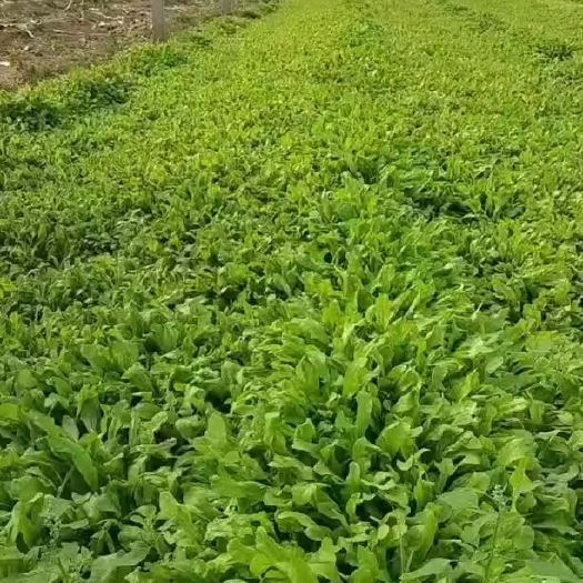 新郑市荠荠菜