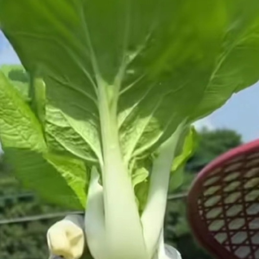 佛山小白菜