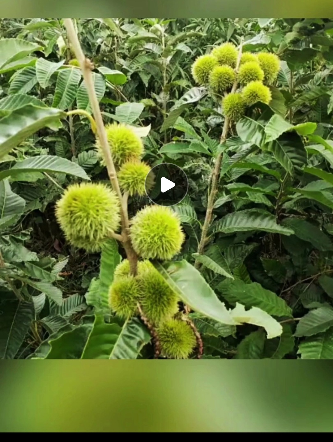 煊煊苗木