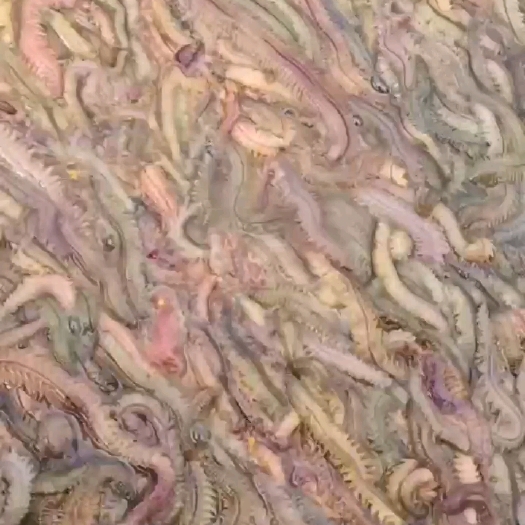 营口水蚕！也叫海蚯蚓！纯度好，鲜度好！