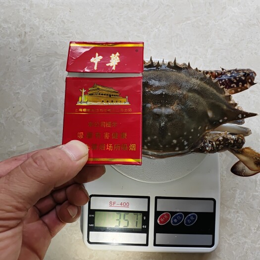 连云港活鲜梭子蟹