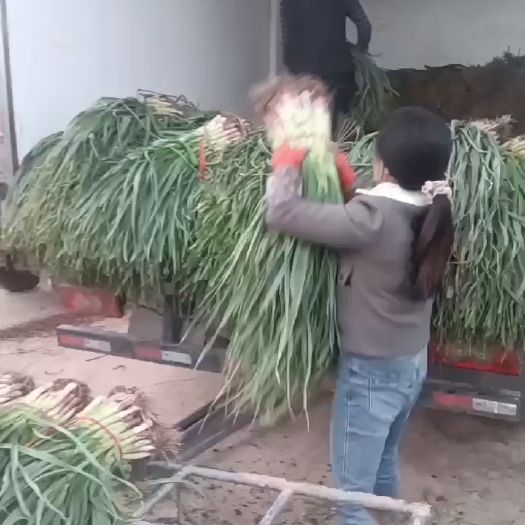 武山县洛门红根蒜苗