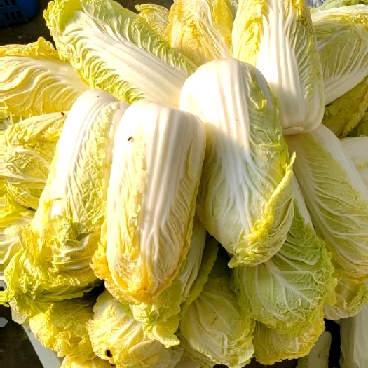 宜城市精品娃娃菜，大娃娃菜，小娃娃菜，毛菜，市场货，电商货