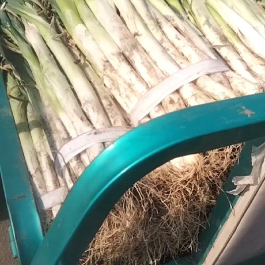 济南我处大量出售长白大葱