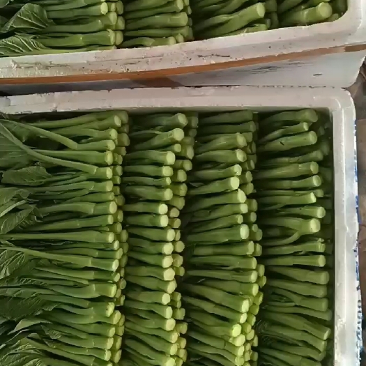 武汉广东菜心