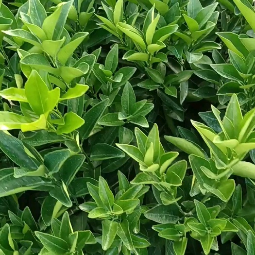 荔浦市纽荷尔脐橙（赣南脐橙）