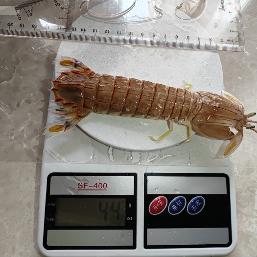 连云港皮皮虾，活虾