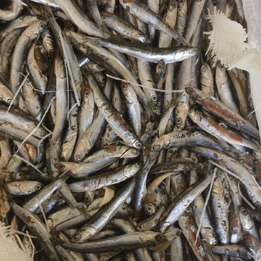 大连饲料鱼