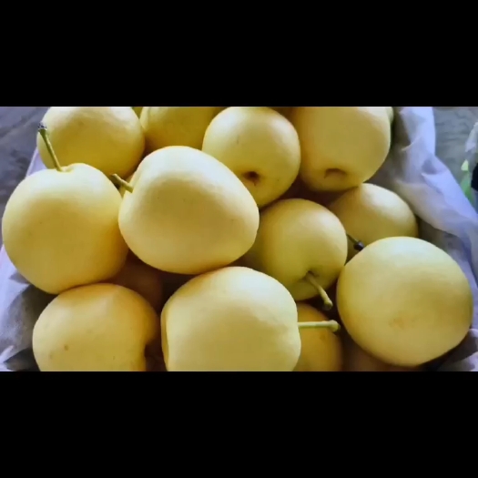景泰县皇冠梨