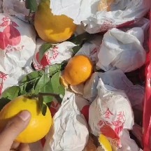 邯郸丑橘大量有货，果面干净颜色透亮口感甜口，有需要的老板可以联系