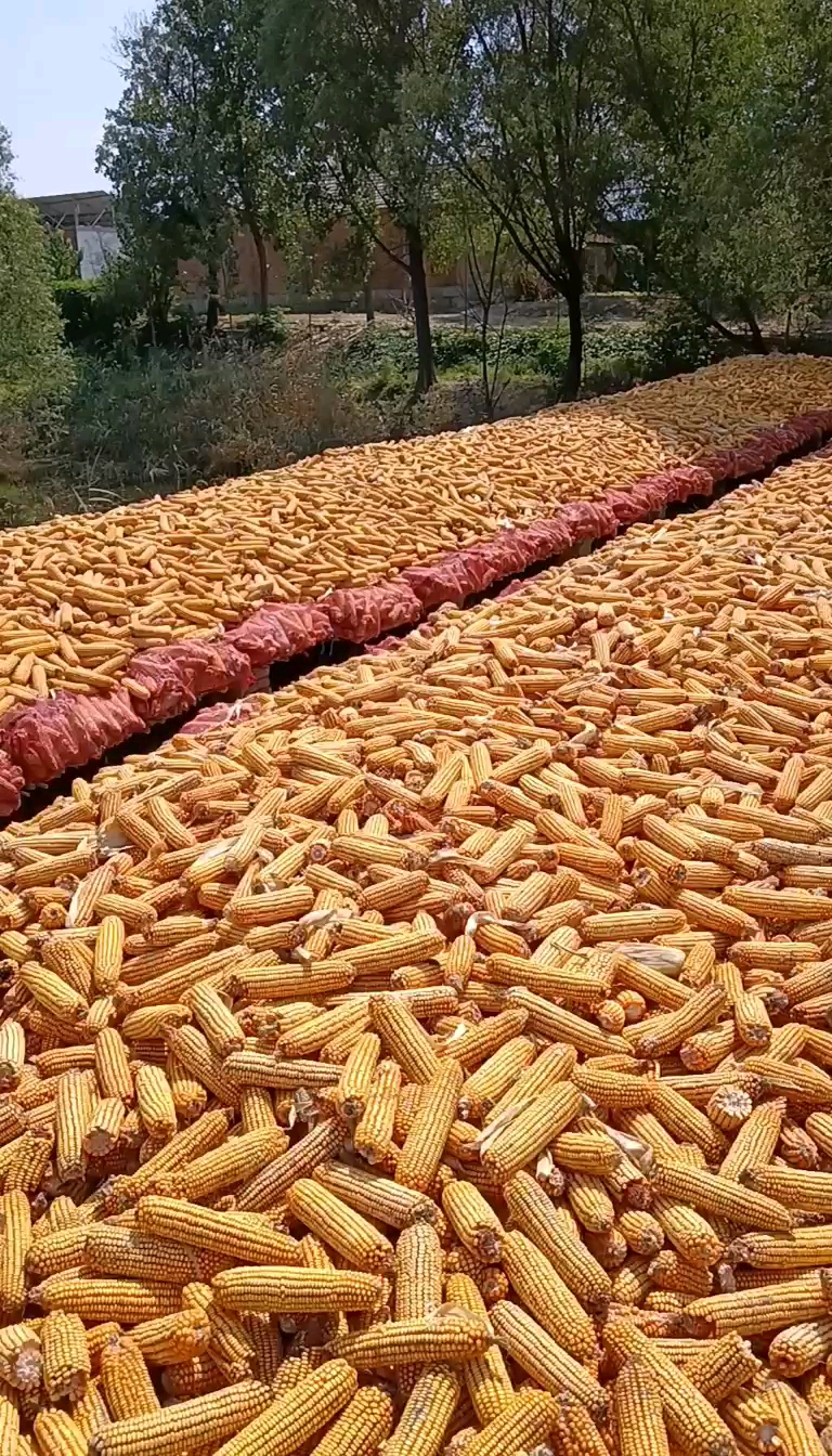 精品玉米