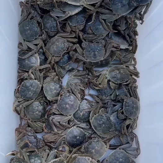 五河县大闸蟹   各个满黄满膏