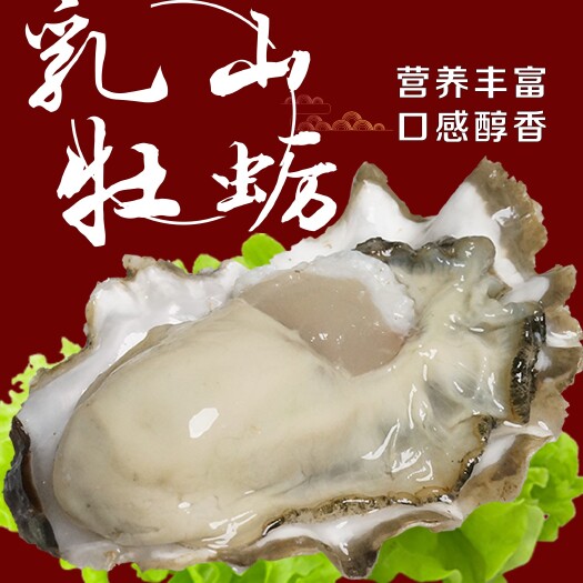 乳山市乳山牡蛎，产地直供，每天全规格现货大量供应