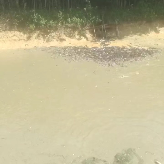 鲶鱼