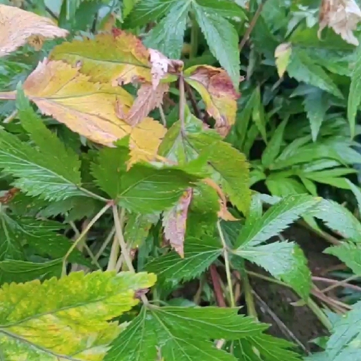 甘洛县甜当归