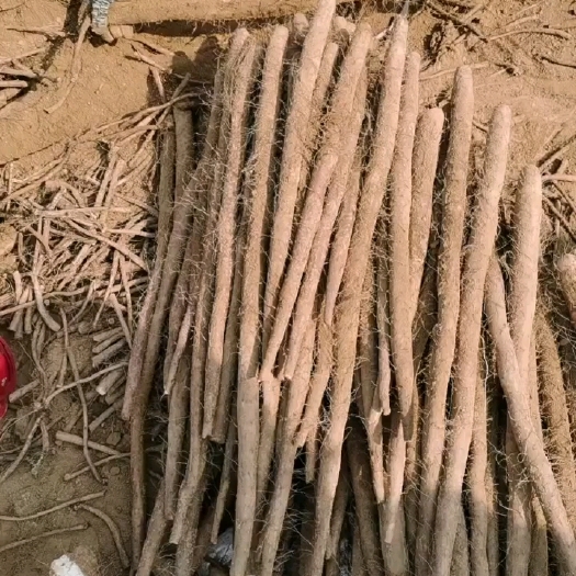莘县白玉山药大量上市