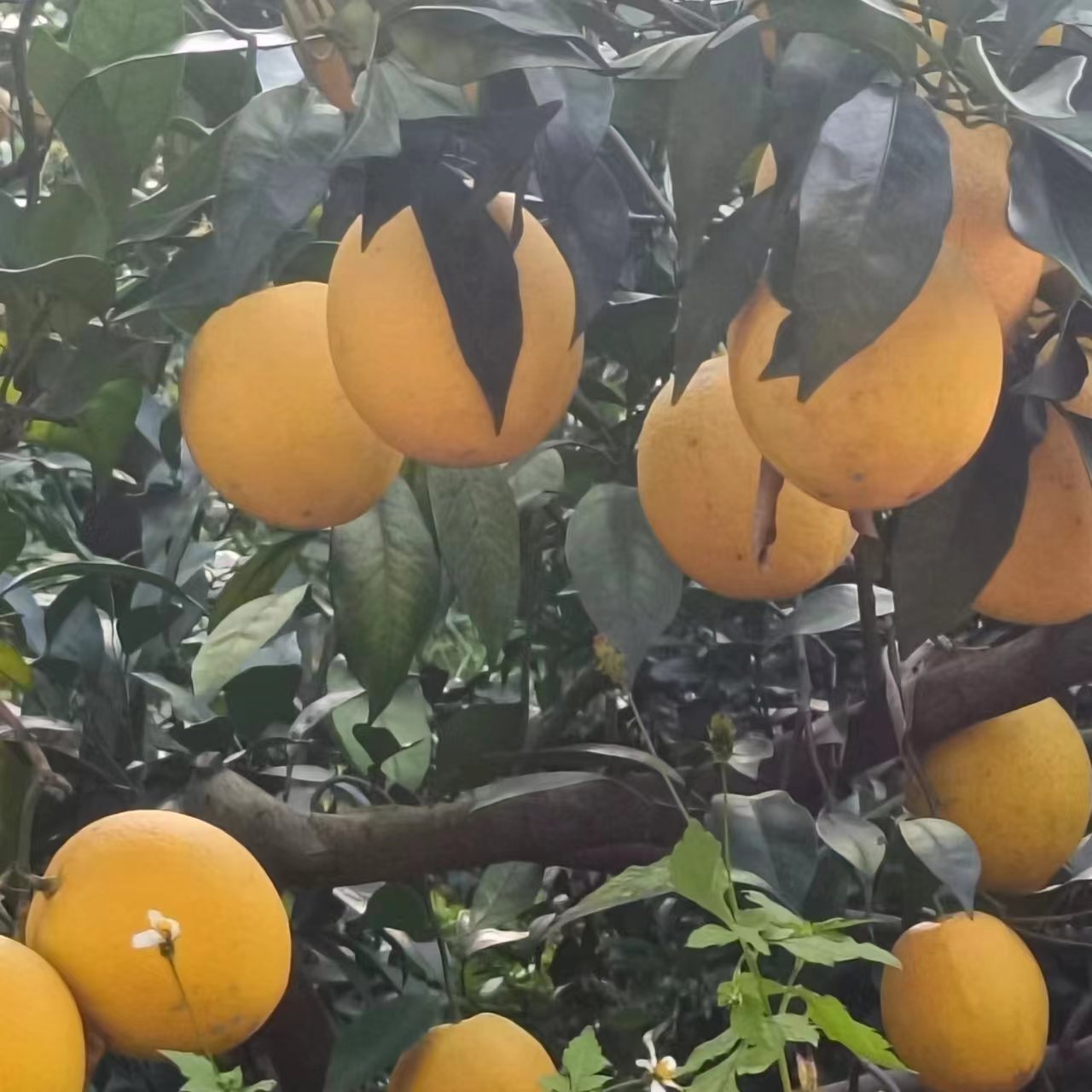 樂樂臍橙