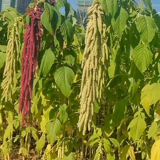昆明陆良特产老娘粉，儿时味道太难忘
