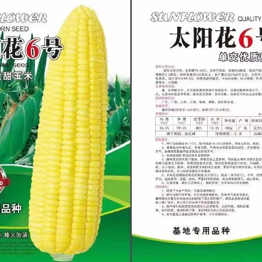 三门峡糯玉米，甜玉米，种子