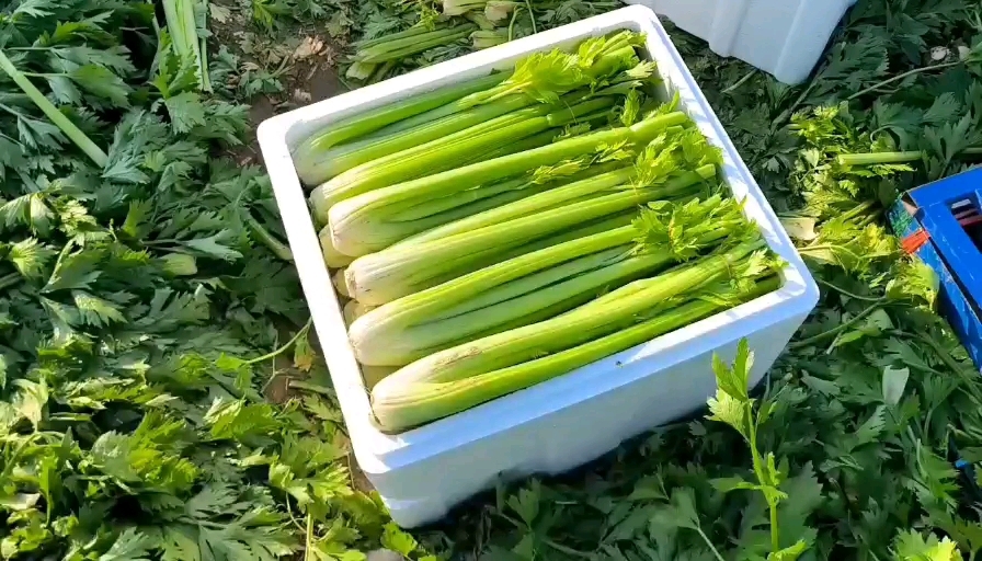 滑县精品西芹。