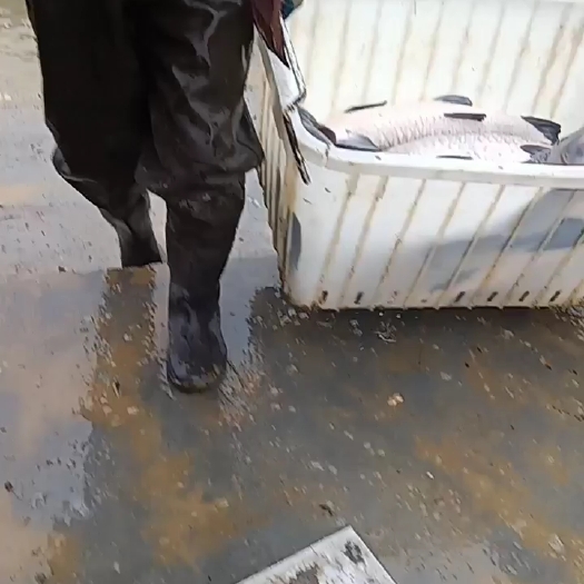 湘阴县青鱼
