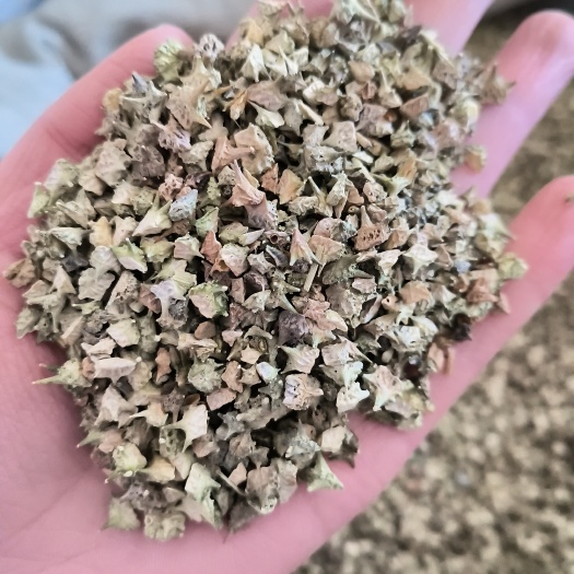 【永发药业】精品白蒺藜  颜色青 白蒺藜 刺蒺藜规格全价格低