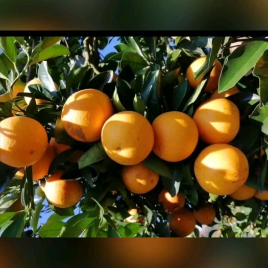 冰糖橙