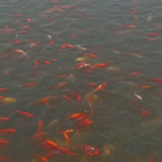 南陵县锦鲤、红草大小规格都有