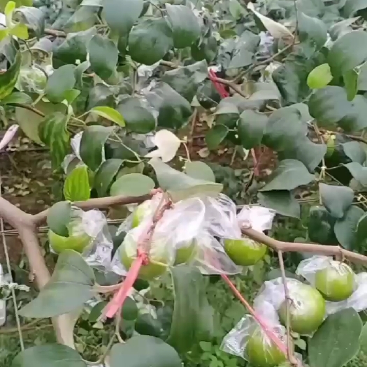 惠东县脆甜可口，要的，老板可以联系