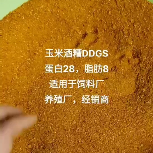 正定县玉米酒糟，适用于牛羊养殖，牧场，饲料厂，可以代替部分豆粕玉米