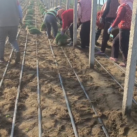 十一月十五号基地直供精品葱苗继续给客户拔葱苗发货全国各地接单